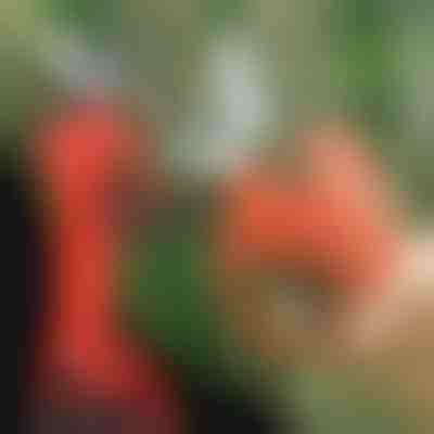 Elektrické prořezávací nůžky, bezdrátové pro zahradu a sad | WHIZZPRUNER