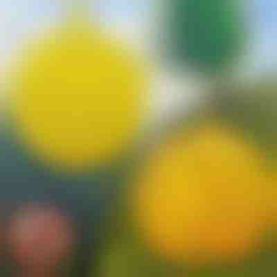 6-Pack závěsných pastí na mouchy | BUGIORB