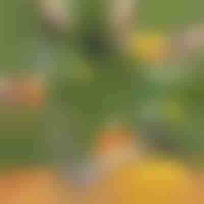 Kráječ na ananas | ANANASS