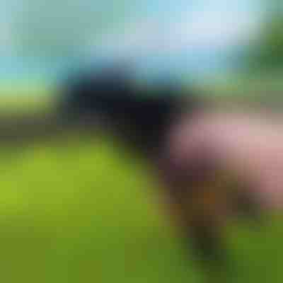 Nástroj na těžké stahovací pásky | ZIPFLEX